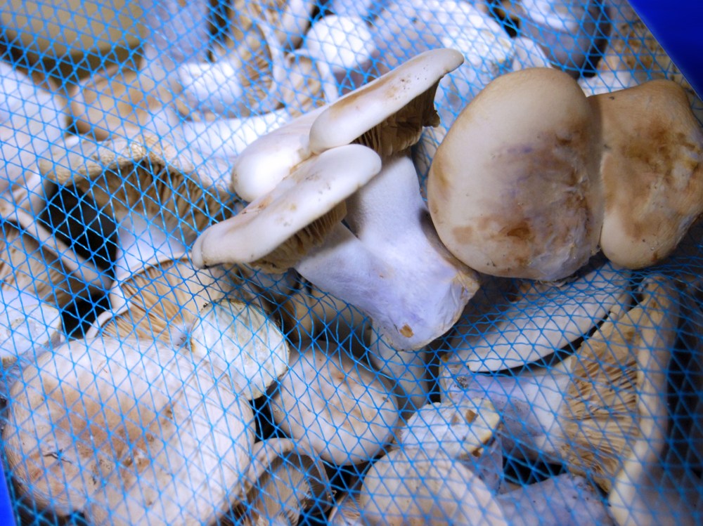 vibrant bluefoot mushrooms, like otherworldly delights
