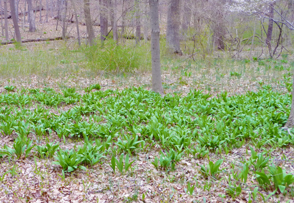 ramps in the field