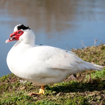 MuscovyDuck