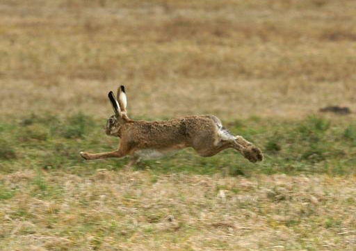 512px-Feldhase%2C_Lepus_europaeus_3a