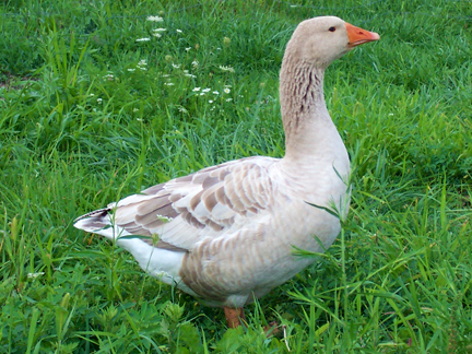 Famous Toulouse goose of France