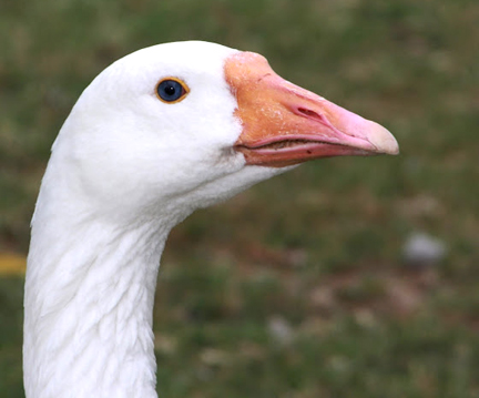 White Embdem Goose