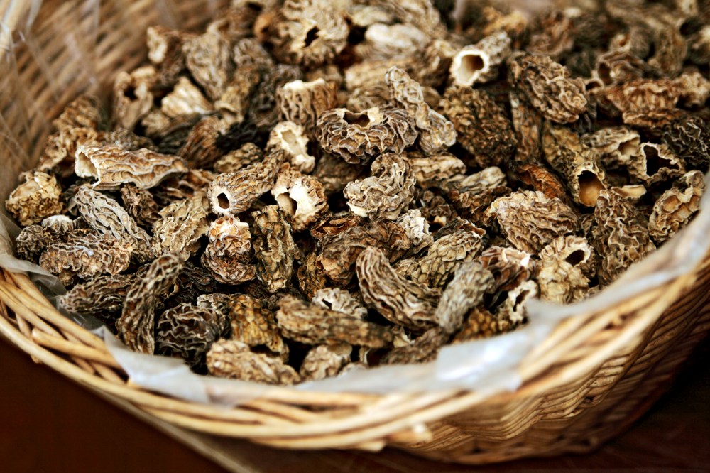 dried morelspd