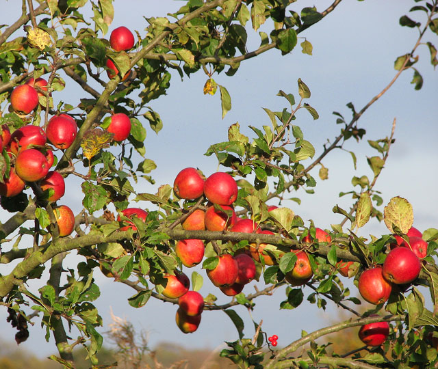 Apples by Evelyn Simak