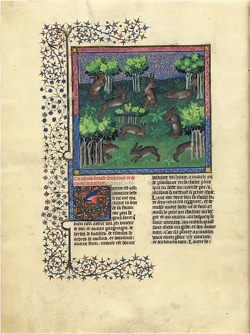 Gaston Phoebus Bunnies