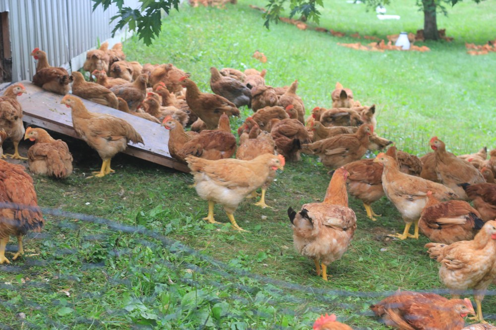 Green Circle Chicken