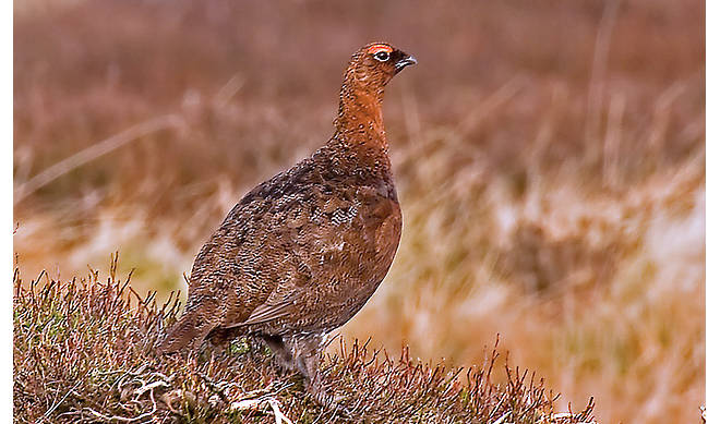 wild-scottish-grouse-recipes-and-uses_HomeMedium