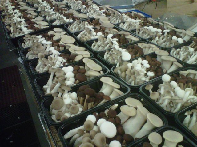 Packing chefs mix trumpet rotale honshemeji beech piopinni
