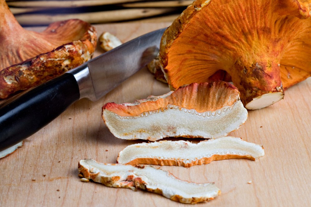 Mushrooms_Fresh-Lobster_MFLOB004_VA0