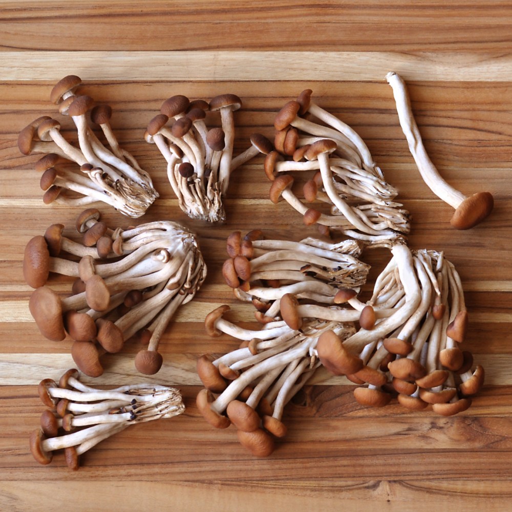 Pioppini mushrooms