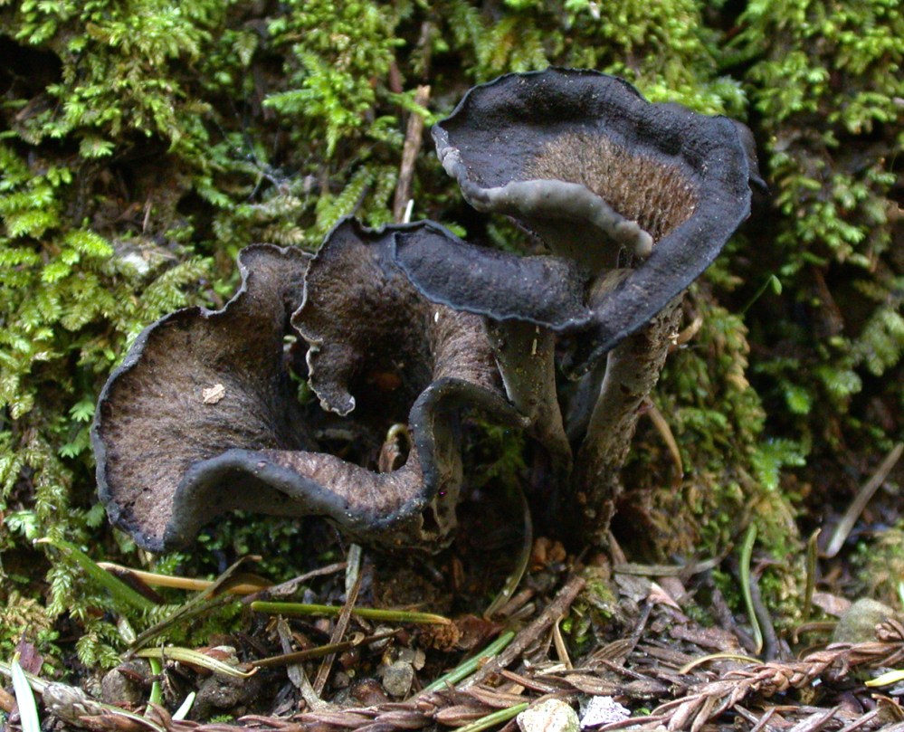 craterellus_cornucopiodes_12457