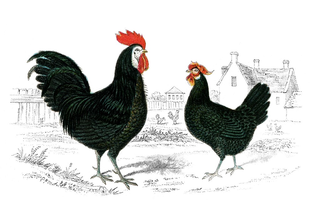 Vintage-Images-Rooster-Hen-GraphicsFairy.jpg