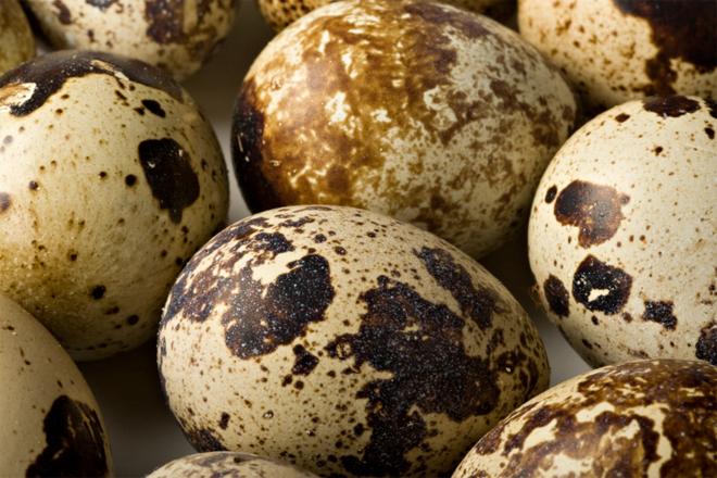 659377 - Quail Eggs.jpg