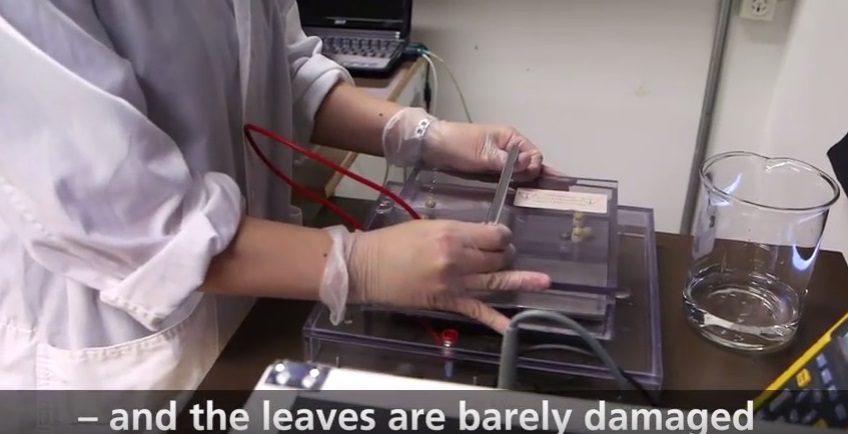 lund-university-herbs