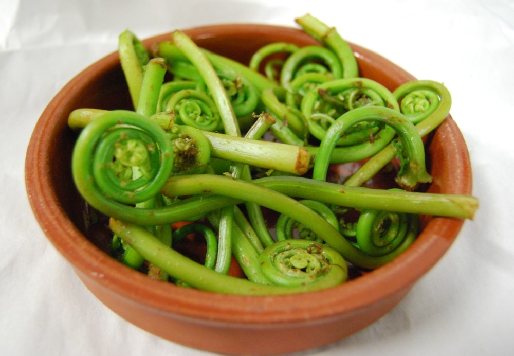 Fiddlehead Ferns 4