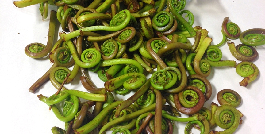 fiddlehead ferns.jpg
