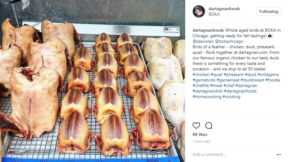 IG Game Birds BOKA Chicago