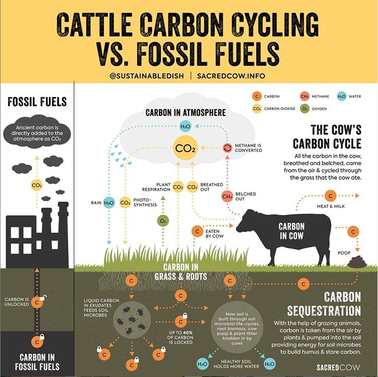 Car vs Cow Carbon.jpg